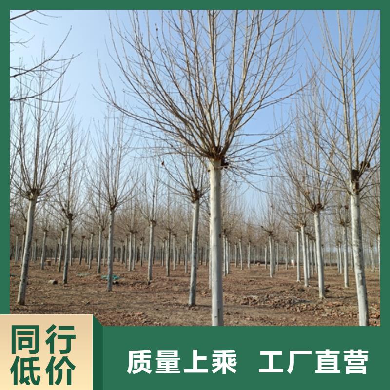 【法桐】樱花快速发货