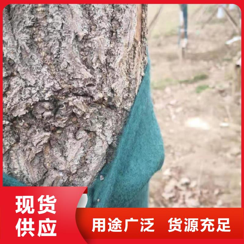 裹树布-钢塑格栅厂家型号齐全