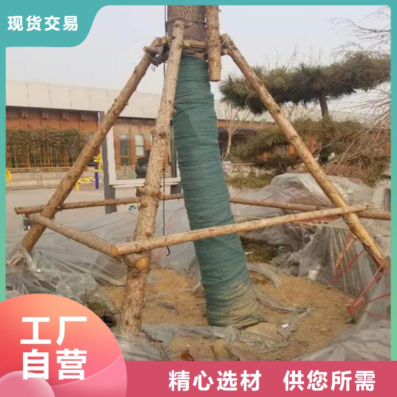 裹树布玻纤格栅厂家自营