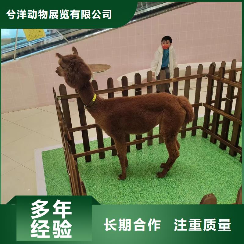 马戏团/羊驼出租表演羊驼省钱省时