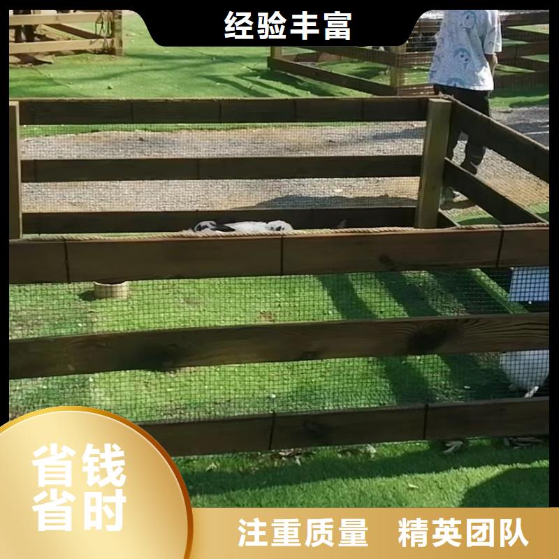马戏团/羊驼景区杂技表演专业团队