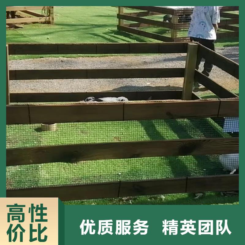 马戏团/羊驼【海洋展租赁】2025专业的团队