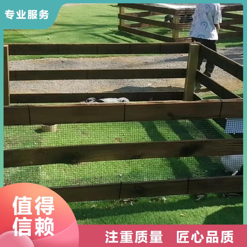 【马戏团/羊驼】海狮表演租赁值得信赖