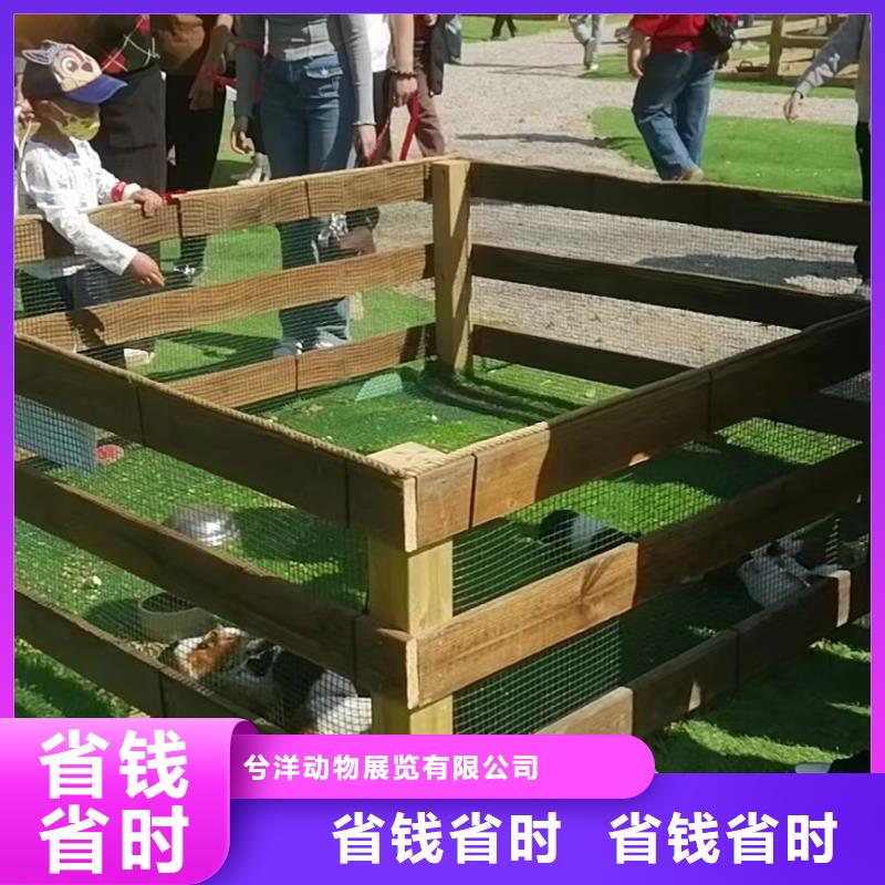 马戏团/羊驼-观赏性羊驼租赁实力公司