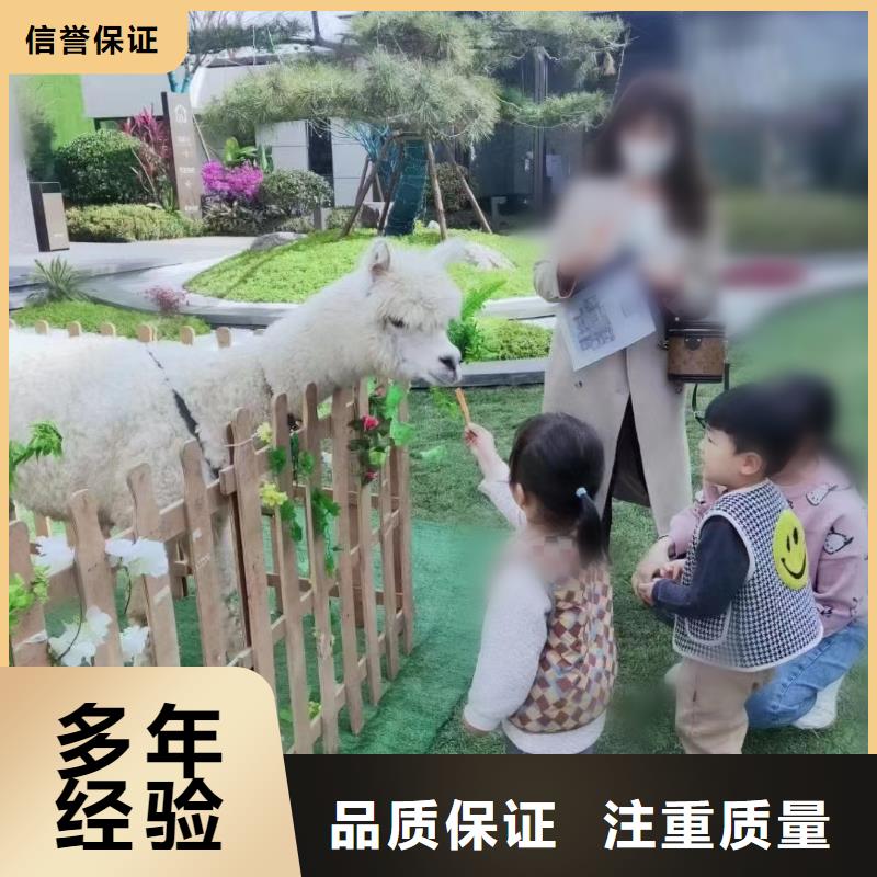 马戏团/羊驼海狮表演租赁价格美丽