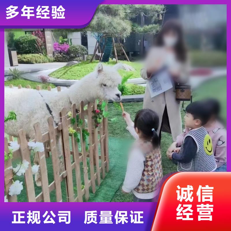 马戏团/羊驼海狮表演出租正规团队