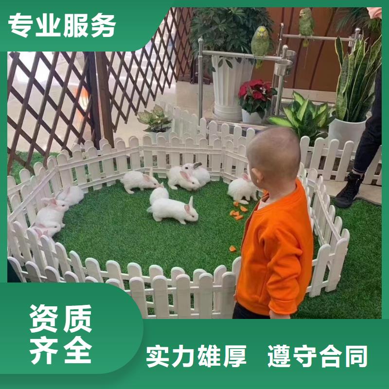 马戏团/羊驼马戏团表演出租租赁随叫随到
