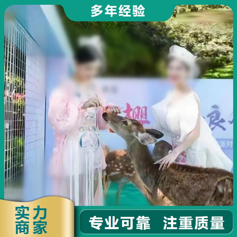 马戏团/羊驼,出租表演海狮品质保证