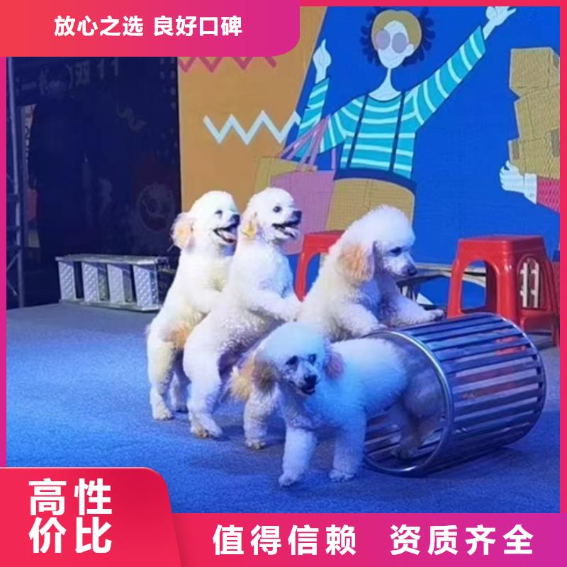 【马戏团/羊驼】【活体羊驼租赁】方便快捷