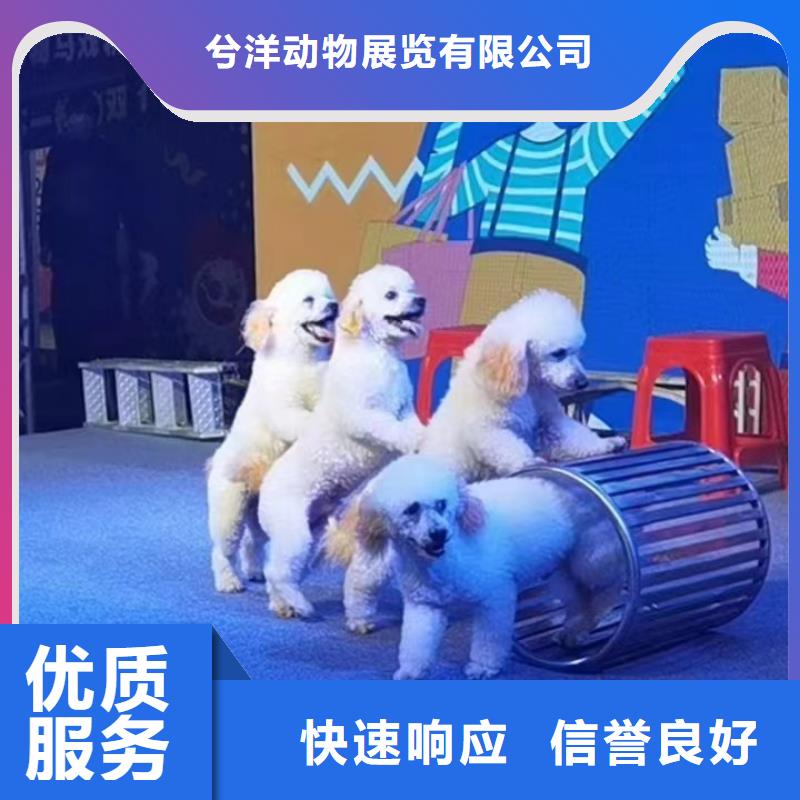 马戏团/羊驼马戏团表演2025公司