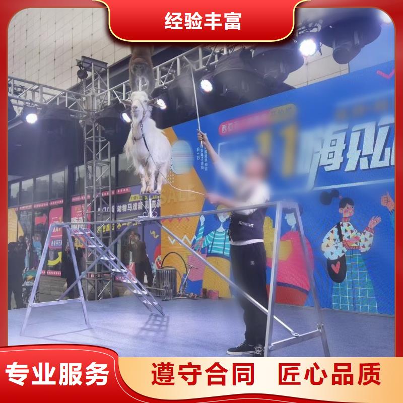 马戏团/羊驼_环球飞车表演出租随叫随到