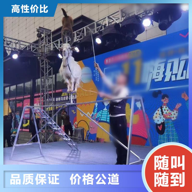 吉祥百鸟展视频-吉祥百鸟展(兮洋)覆盖地域湖北省随州市广水|随县|恩施|鄂州|荆州|武汉|黄石|襄阳|黄冈