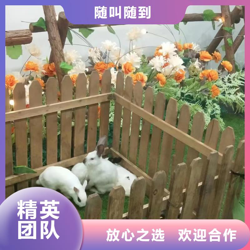 吉祥百鸟展视频-吉祥百鸟展-兮洋动物展览(抚州市分公司)服务区域广昌|乐安|新余|吉安|萍乡|宜春|赣州