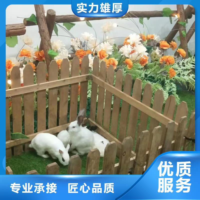 吉祥百鸟展视频-吉祥百鸟展(兮洋)覆盖地域湖北省随州市广水|随县|恩施|鄂州|荆州|武汉|黄石|襄阳|黄冈