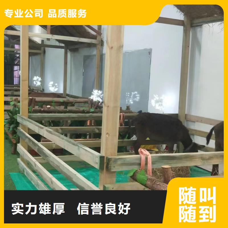 【马戏团/羊驼】企鹅出租匠心品质