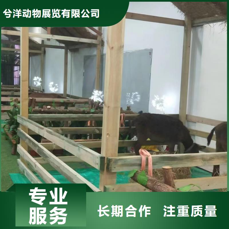 马戏团/羊驼羊驼出租明码标价