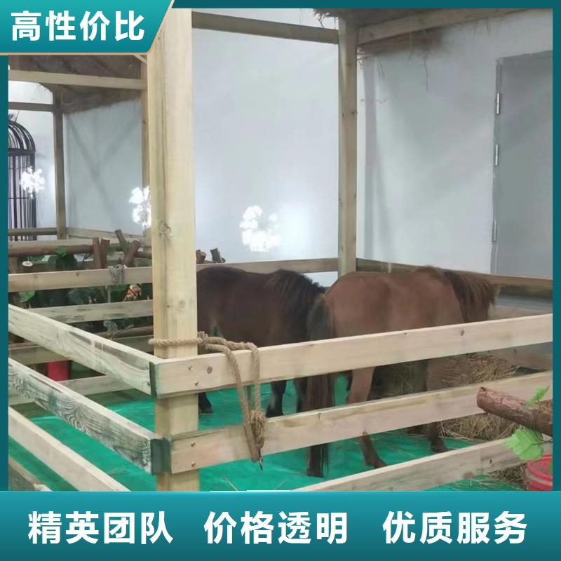 马戏团/羊驼海狮演出优质服务