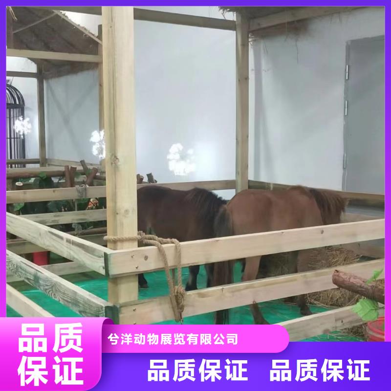 马戏团/羊驼【海洋展租赁】2025专业的团队