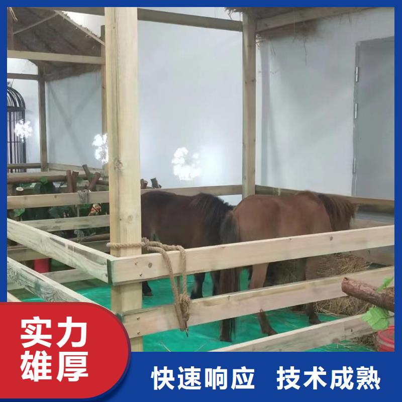 马戏团/羊驼出租表演羊驼省钱省时