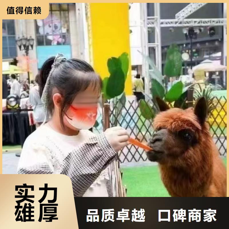 马戏团/羊驼,【企鹅演出】靠谱商家