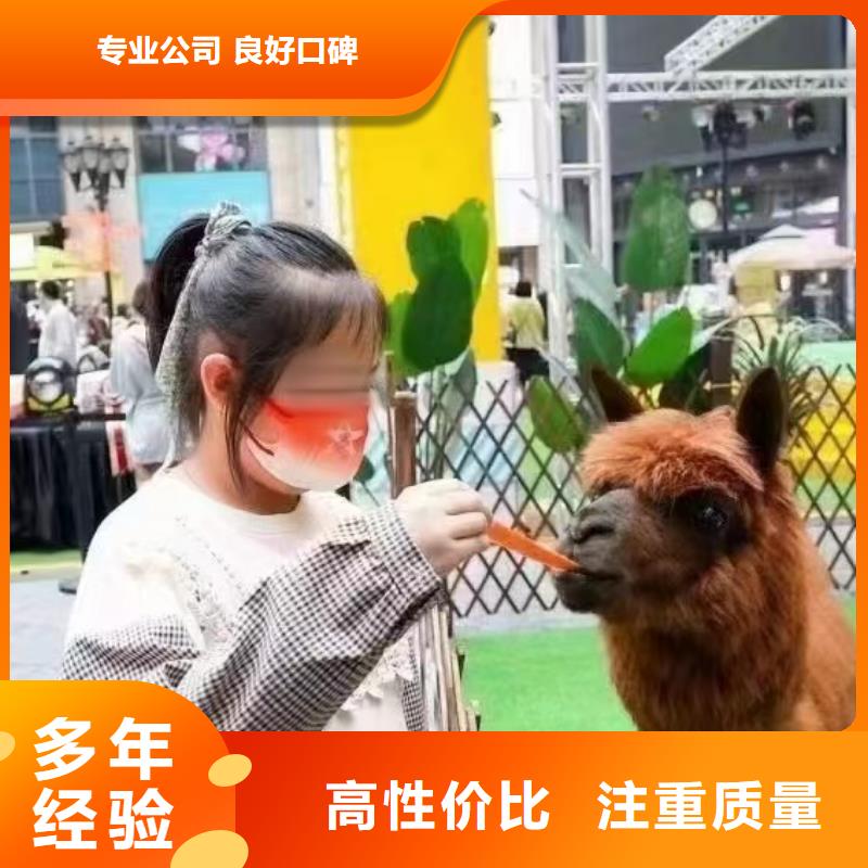 马戏团/羊驼出租羊驼比同行便宜