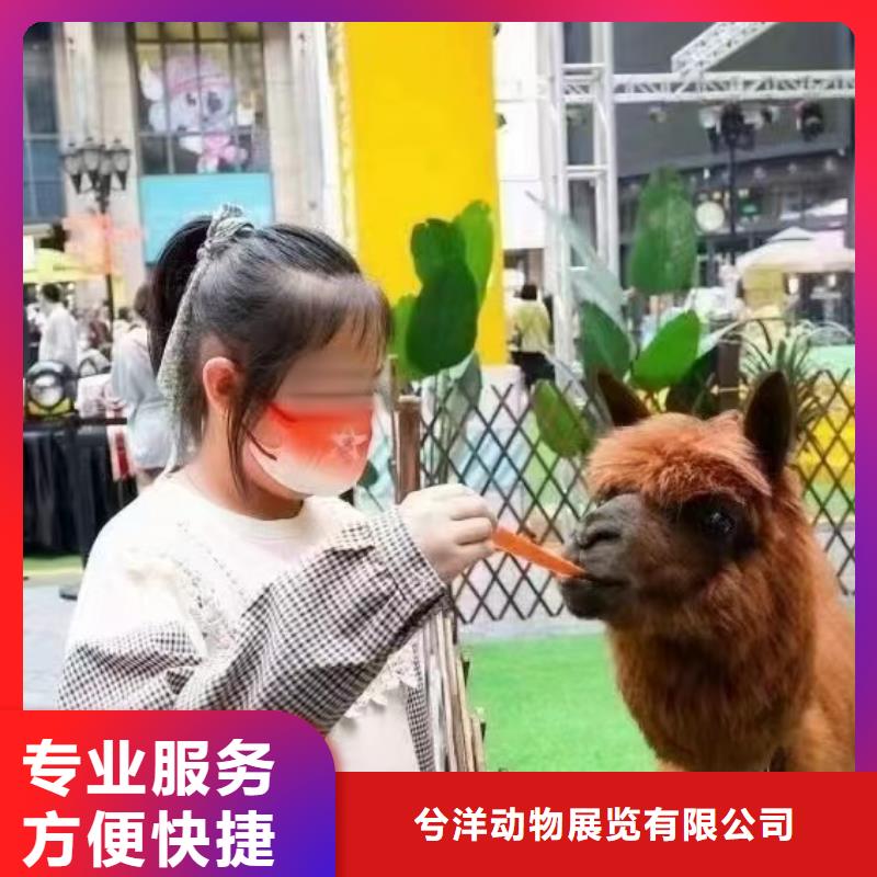 马戏团/羊驼出租表演萌宠