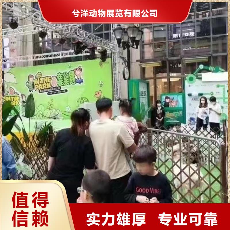 马戏团/羊驼出租羊驼比同行便宜