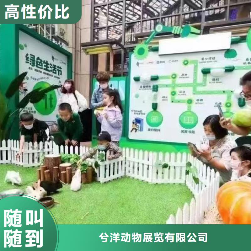 马戏团/羊驼【马戏团表演出租租赁】