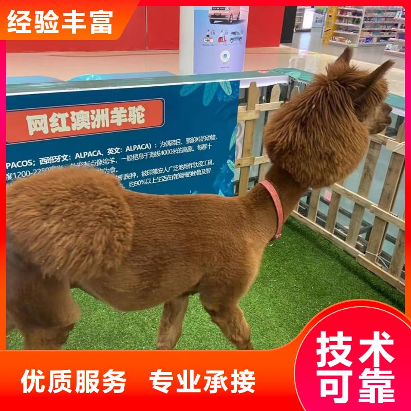 吉祥百鸟展视频-吉祥百鸟展-兮洋动物展览(抚州市分公司)服务区域广昌|乐安|新余|吉安|萍乡|宜春|赣州