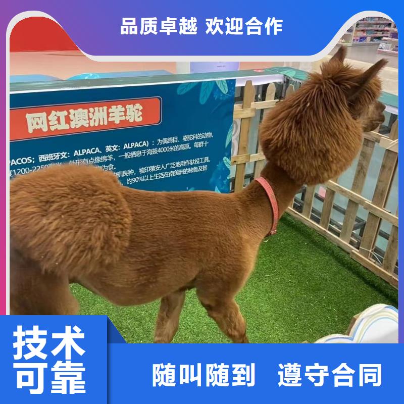 吉祥百鸟展视频-吉祥百鸟展(兮洋)覆盖地域湖北省随州市广水|随县|恩施|鄂州|荆州|武汉|黄石|襄阳|黄冈