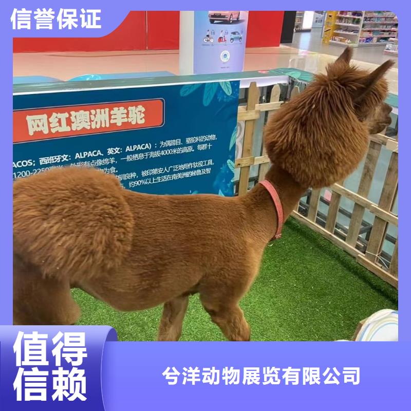 马戏团/羊驼海狮表演租赁价格美丽