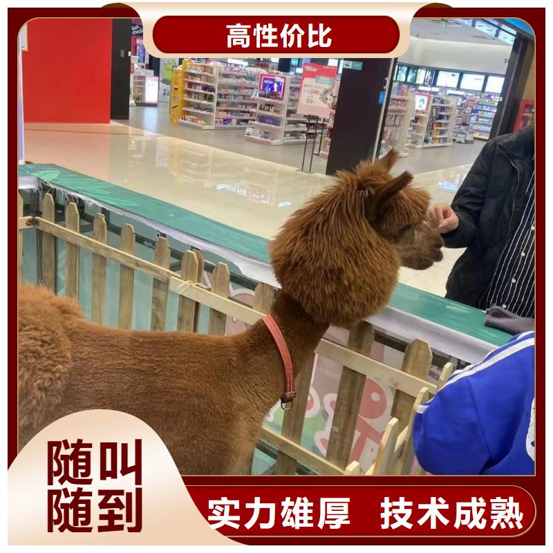 马戏团/羊驼-海狮表演出租专业团队