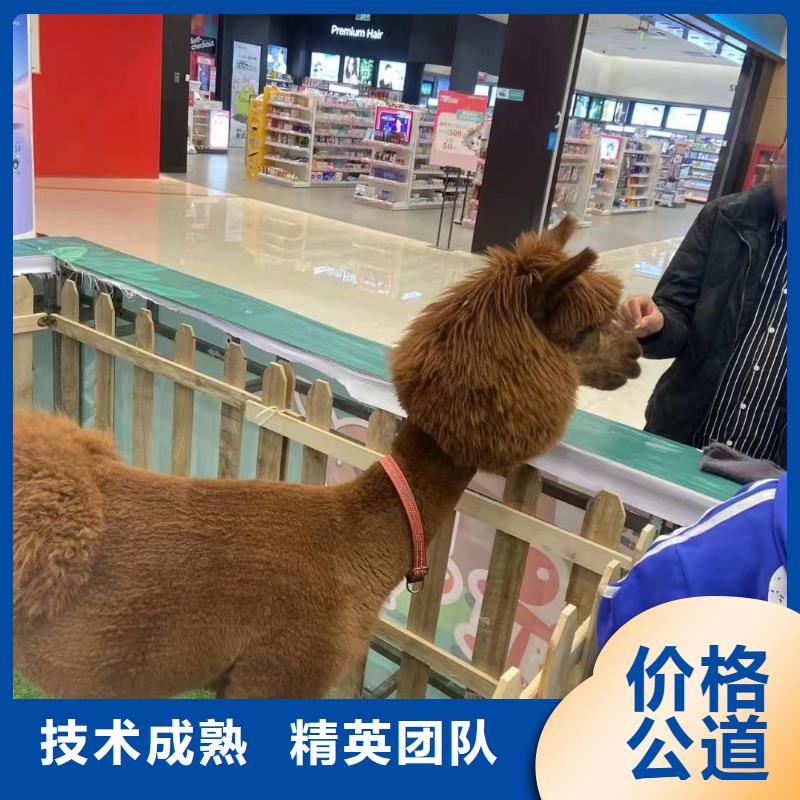 马戏团/羊驼,出租表演海狮品质保证
