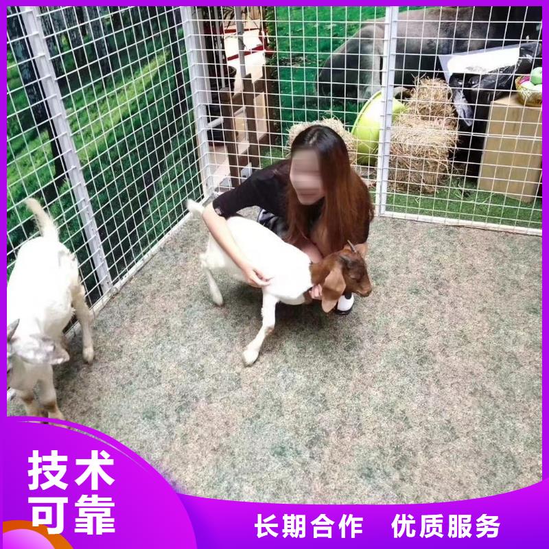 马戏团/羊驼海狮表演出租品质优