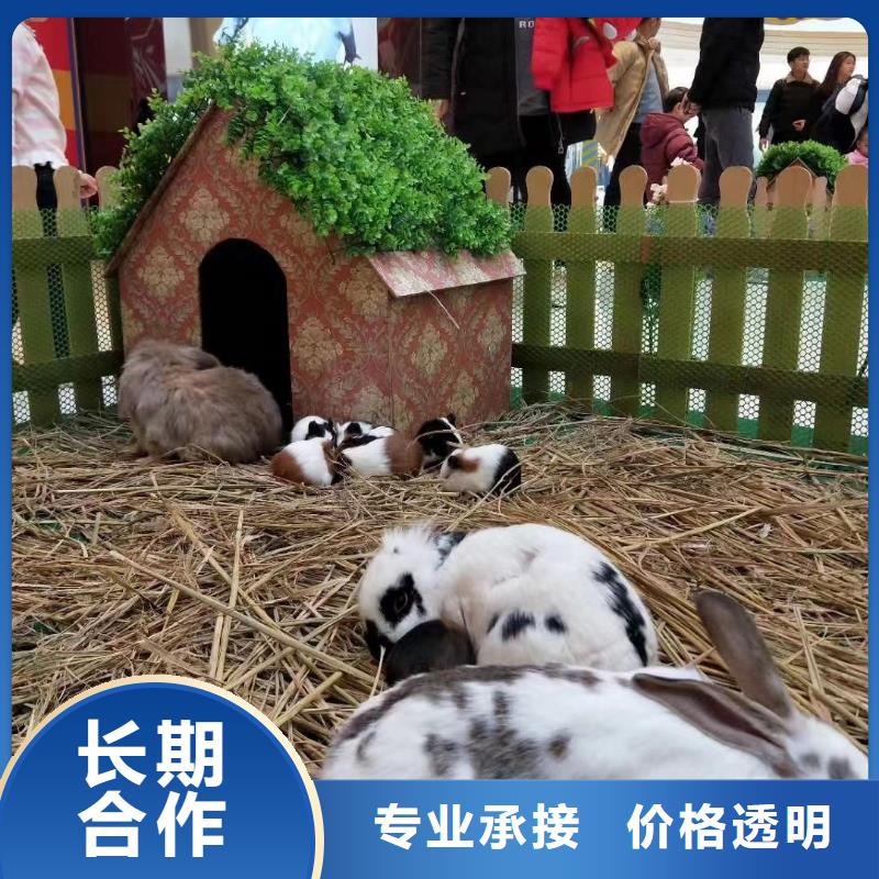 马戏团/羊驼马戏团表演出租正规团队