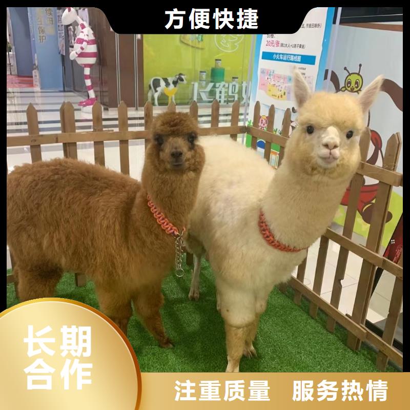 吉祥百鸟展视频-吉祥百鸟展(兮洋)覆盖地域湖北省随州市广水|随县|恩施|鄂州|荆州|武汉|黄石|襄阳|黄冈