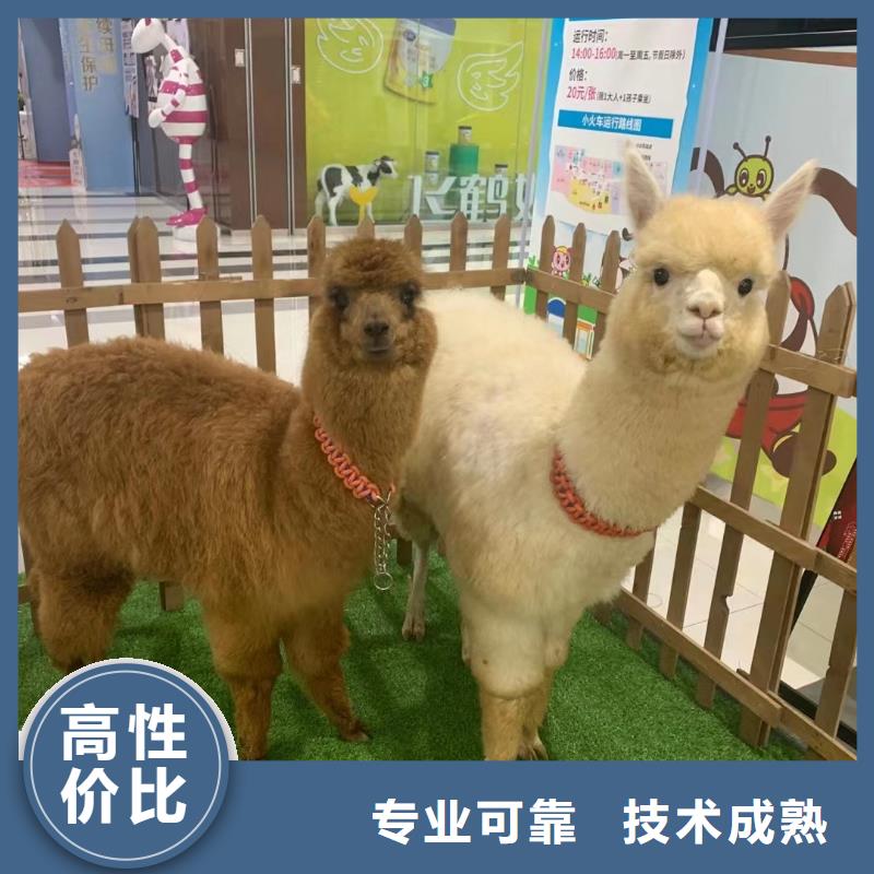 马戏团/羊驼【马戏团表演出租租赁】