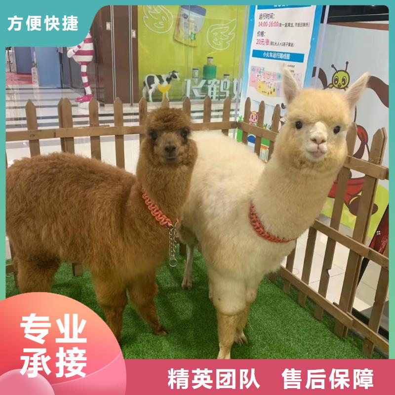 【马戏团/羊驼】企鹅出租匠心品质