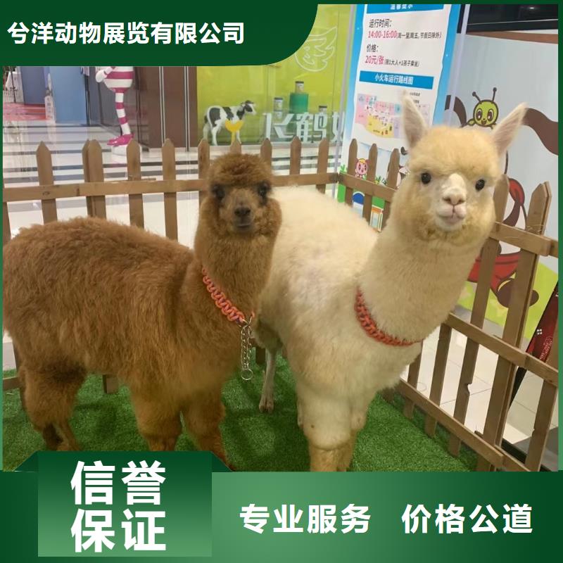 马戏团/羊驼海狮表演出租技术成熟