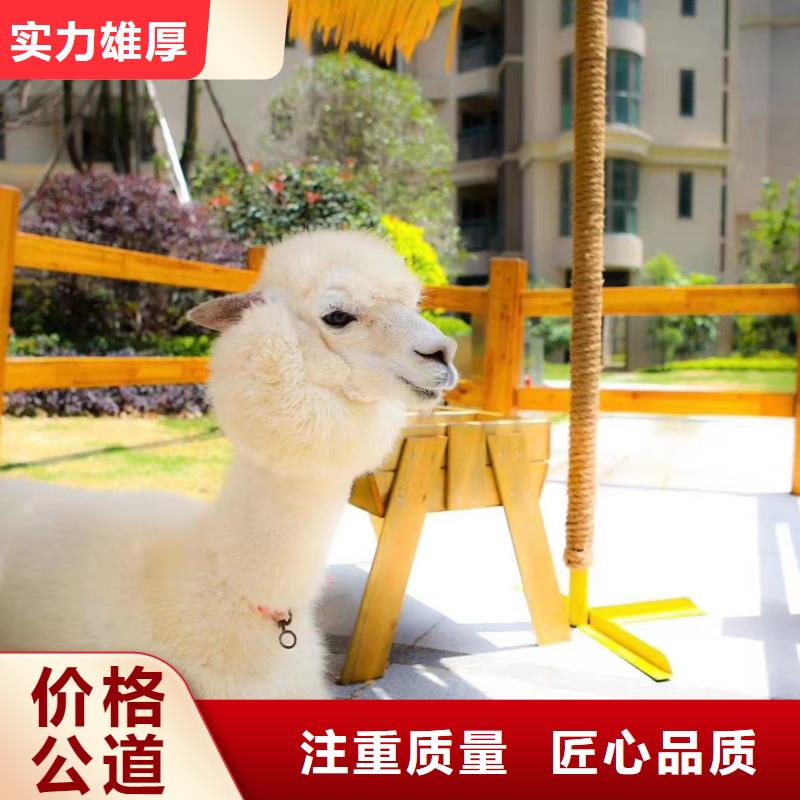 马戏团/羊驼动物杂技表演租赁从业经验丰富