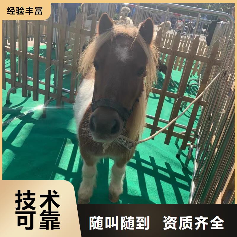吉祥百鸟展视频-吉祥百鸟展(兮洋)覆盖地域湖北省随州市广水|随县|恩施|鄂州|荆州|武汉|黄石|襄阳|黄冈