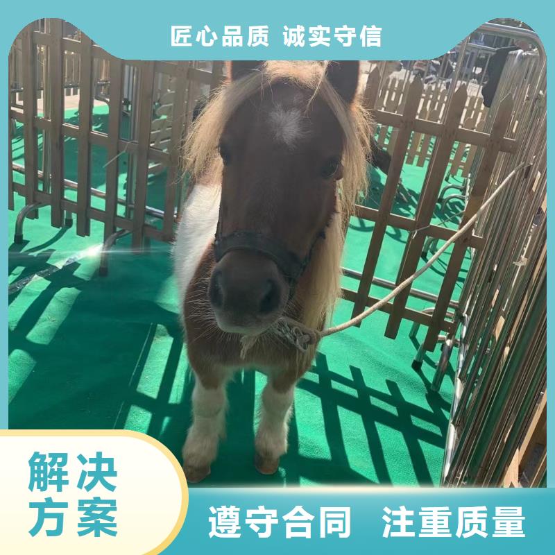 马戏团/羊驼-出租表演羊驼品质好