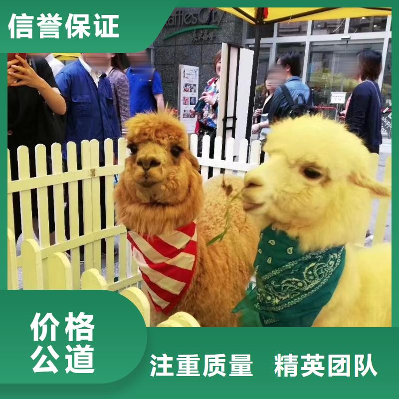 马戏团/羊驼动物表演技术好
