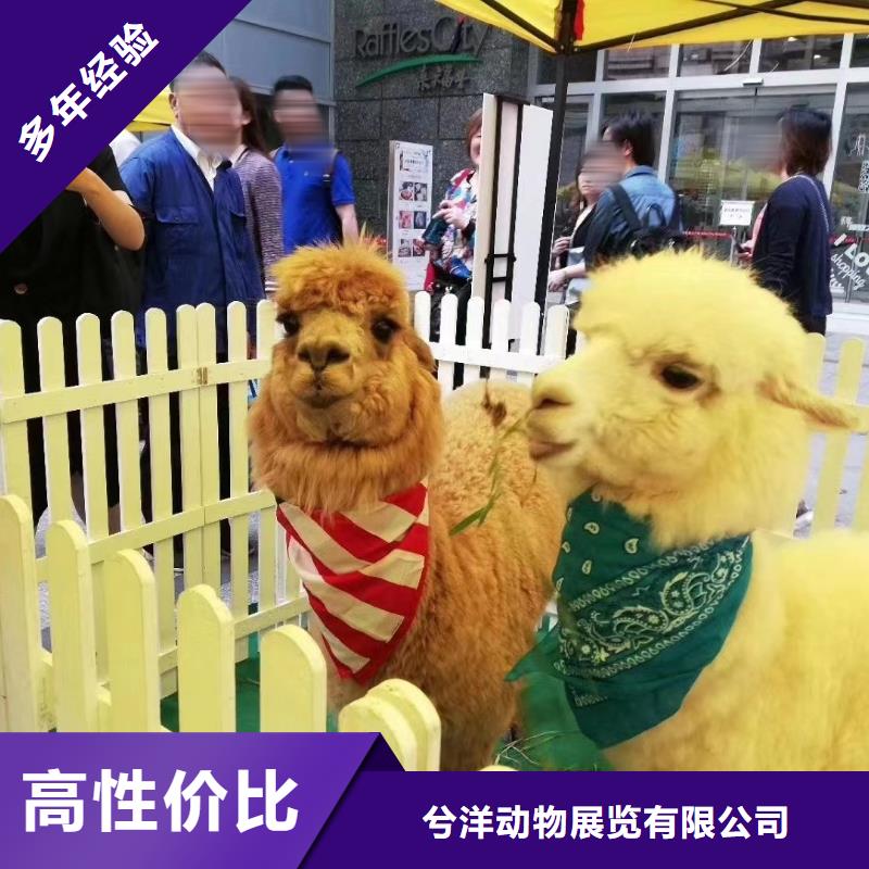 马戏团/羊驼-羊驼出租解决方案