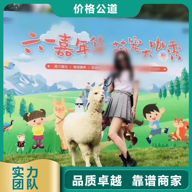 马戏团/羊驼,出租羊驼信誉保证