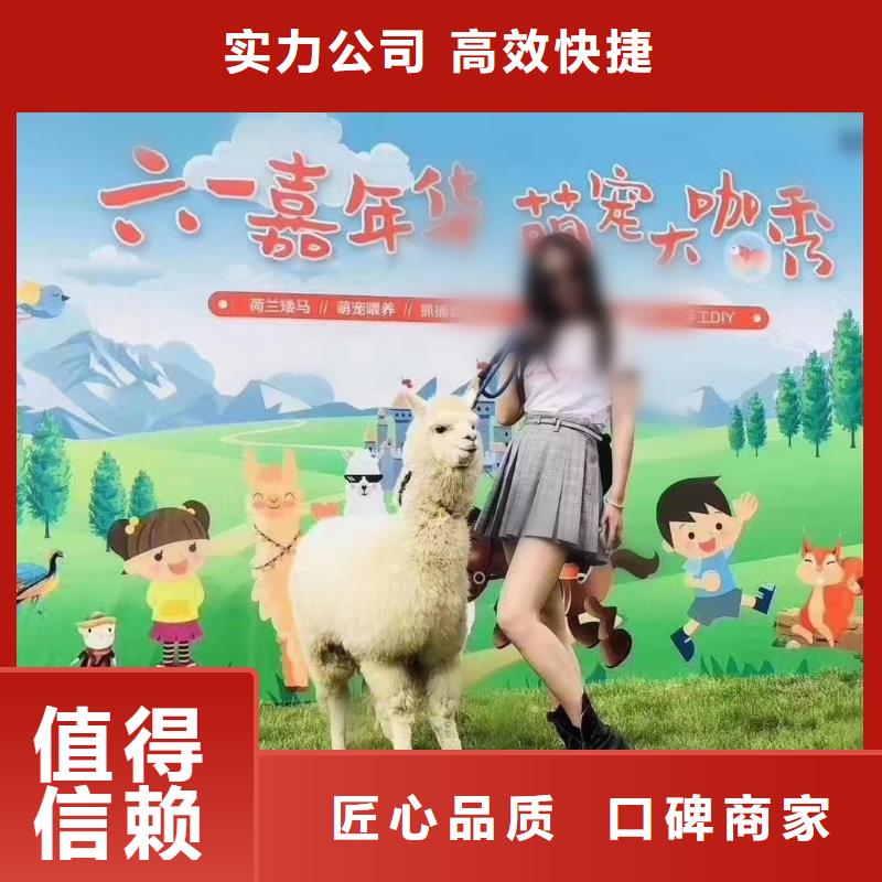 马戏团/羊驼-出租表演羊驼品质好