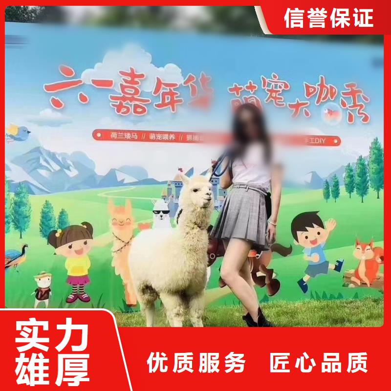 【马戏团/羊驼_【企鹅演出】正规公司】