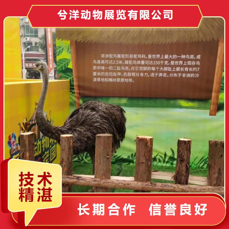马戏团/羊驼-租赁美人鱼表演比同行便宜