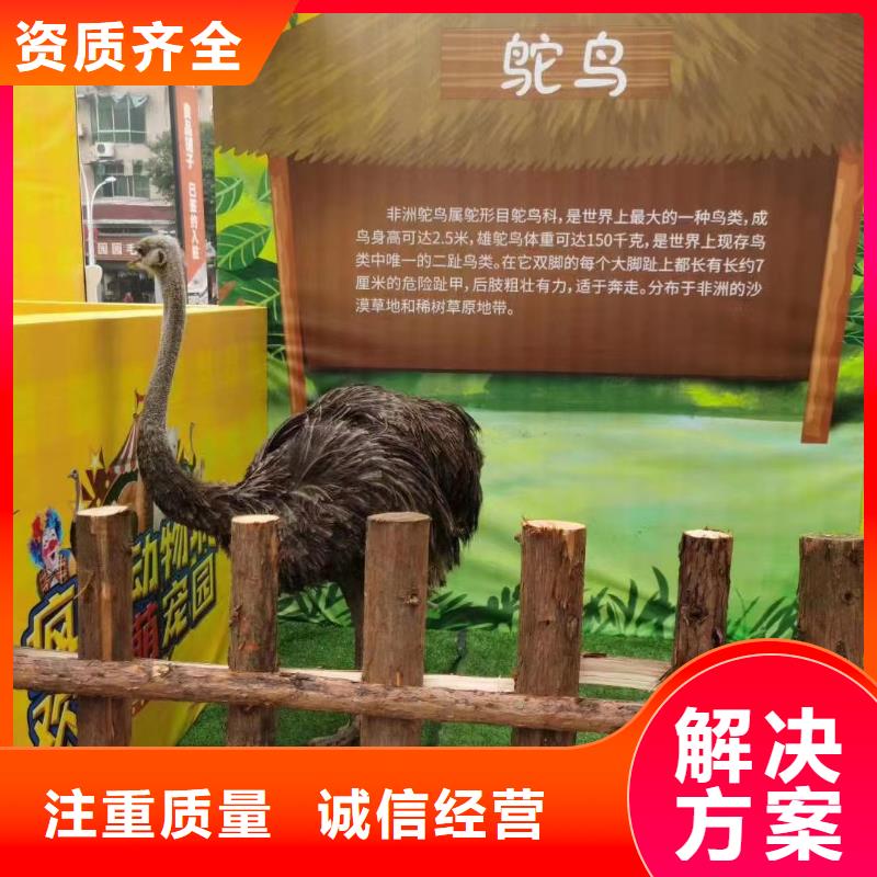 马戏团/羊驼-房地产开盘庆典经验丰富