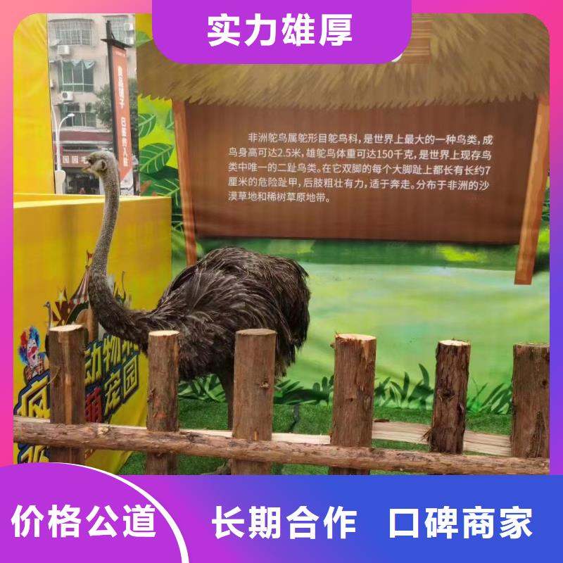 马戏团/羊驼,景区杂技表演多年经验